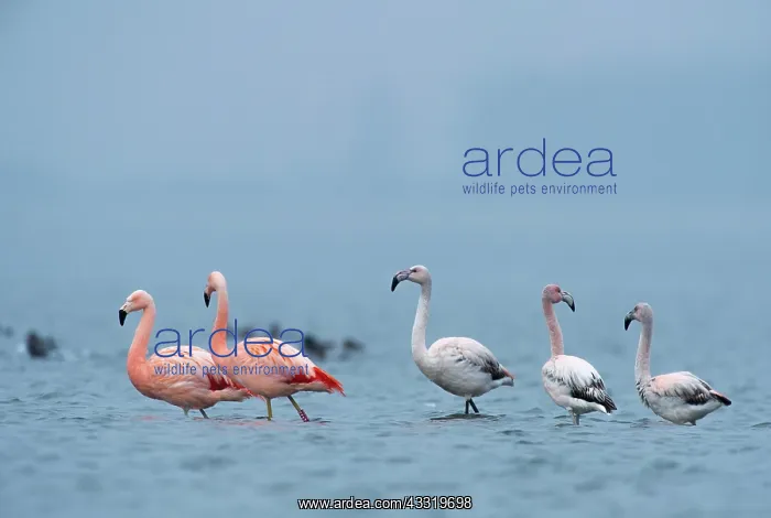: Greater Flamingo : Greater Flamingo