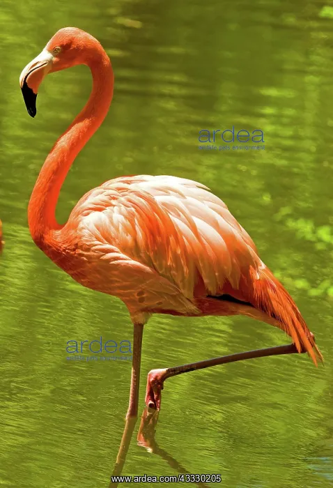 : Greater Flamingo : Greater Flamingo