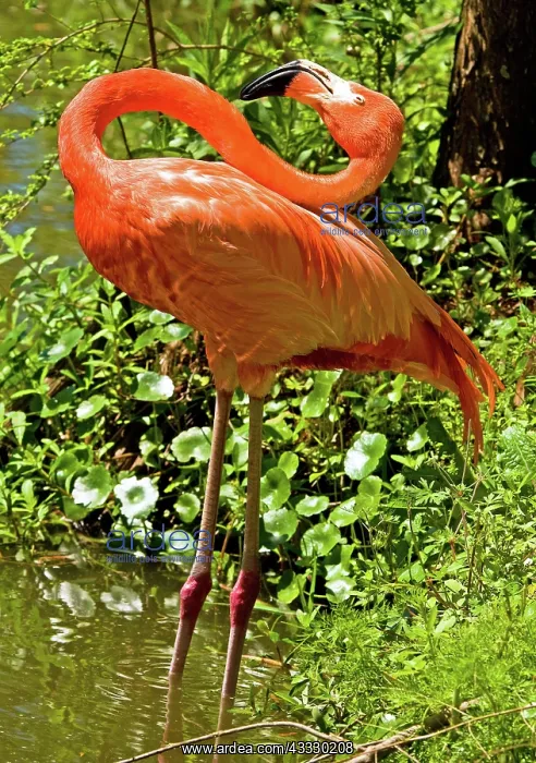 : Greater Flamingo : Greater Flamingo
