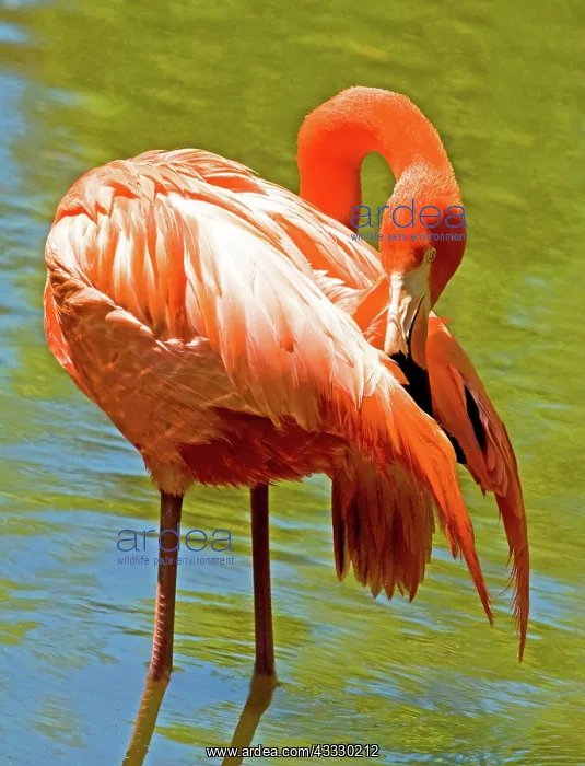 : Greater Flamingo : Greater Flamingo