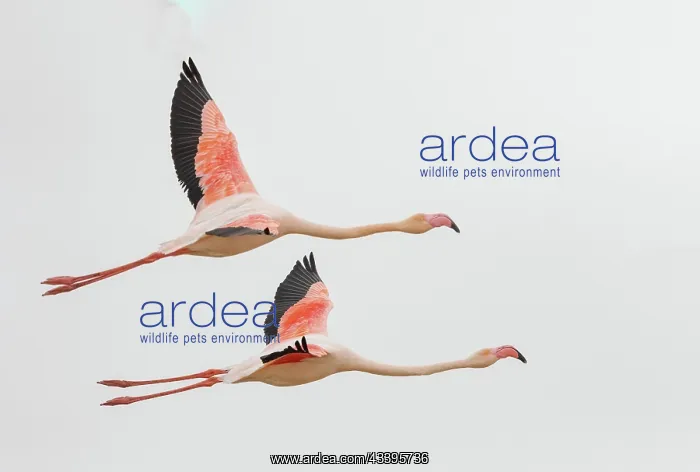 : GREATER FLAMINGO : GREATER FLAMINGO