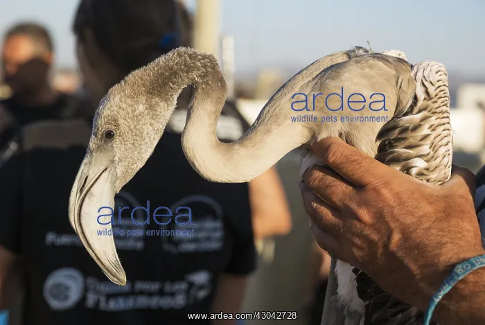 : Greater Flamingo - apparently relaxed immature in : Greater Flamingo - apparently relaxed immature in