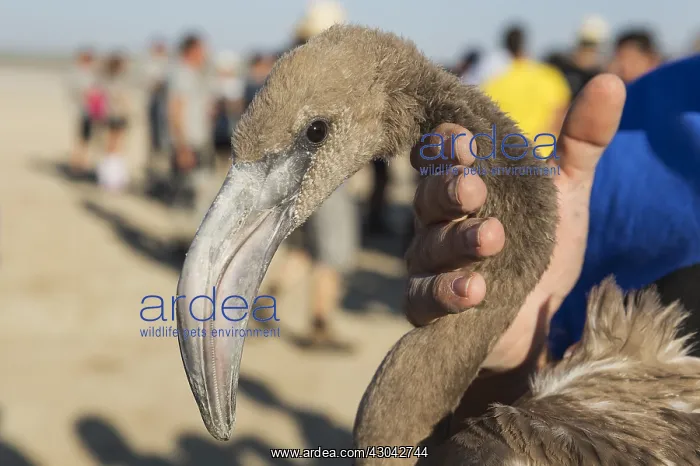 : Greater Flamingo - apparently relaxed immature in : Greater Flamingo - apparently relaxed immature in