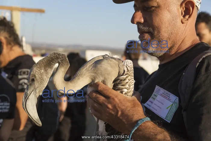 : Greater Flamingo - apparently relaxed immature in : Greater Flamingo - apparently relaxed immature in