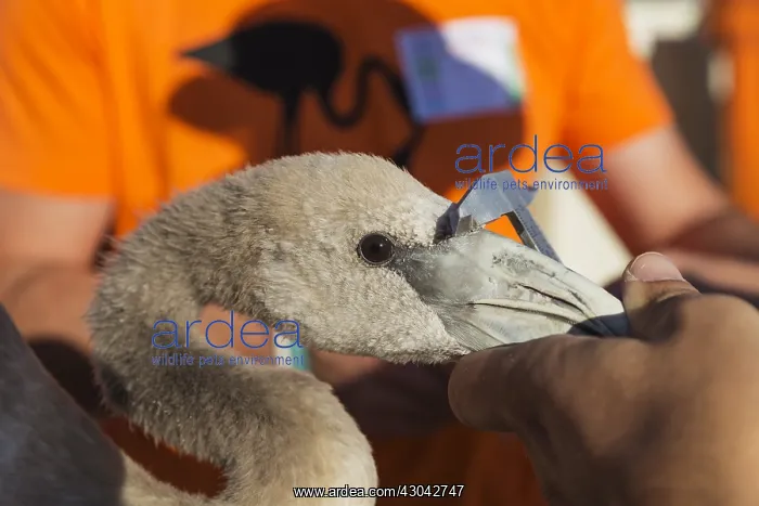 : Greater Flamingo - the beak of an apparently relaxed : Greater Flamingo - the beak of an apparently relaxed