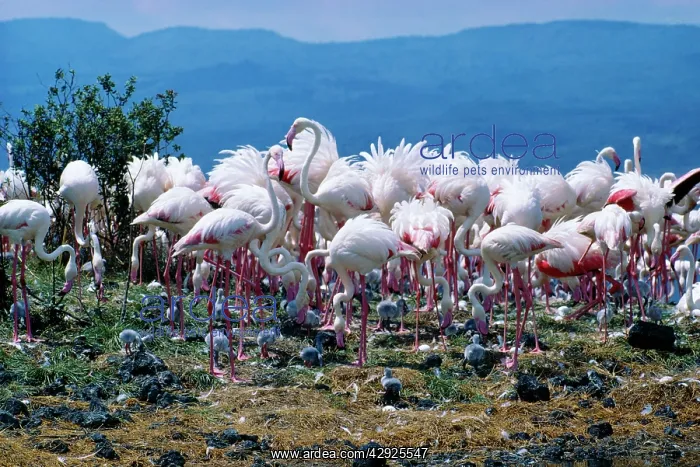 : Greater FLAMINGO - Breeding colony : Greater FLAMINGO - Breeding colony