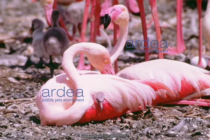 : Greater FLAMINGO - with chick : Greater FLAMINGO - with chick
