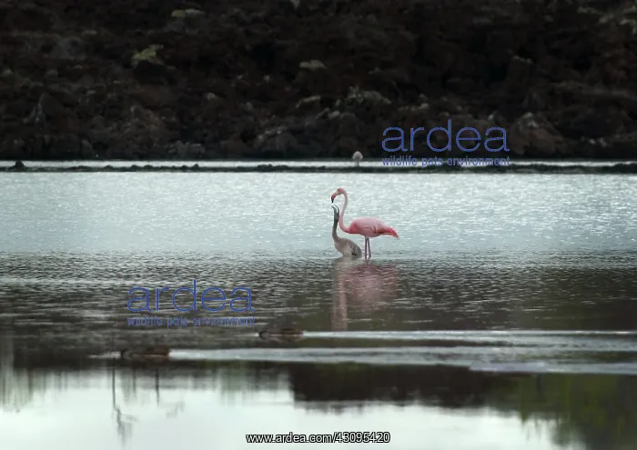 : Greater Flamingo and chick : Greater Flamingo and chick