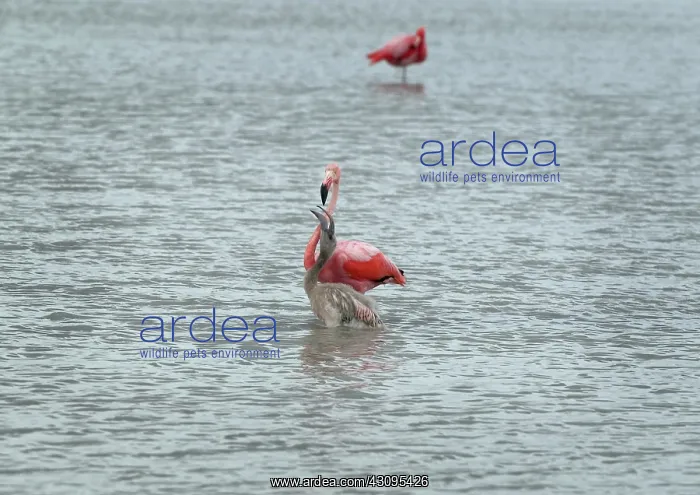 : Greater Flamingo with chick : Greater Flamingo with chick