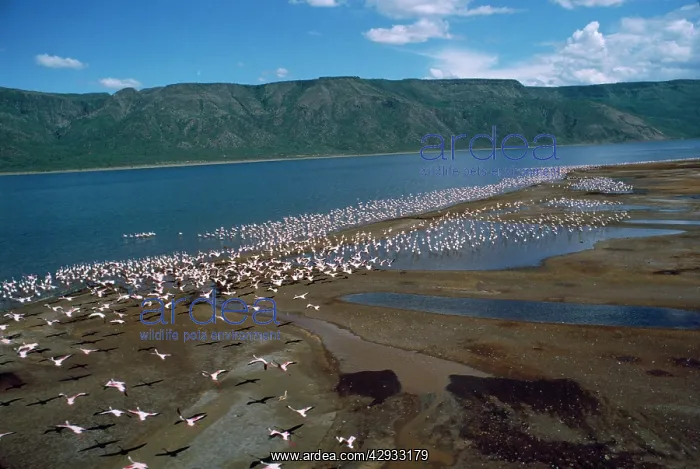 : Greater Flamingo - colony : Greater Flamingo - colony
