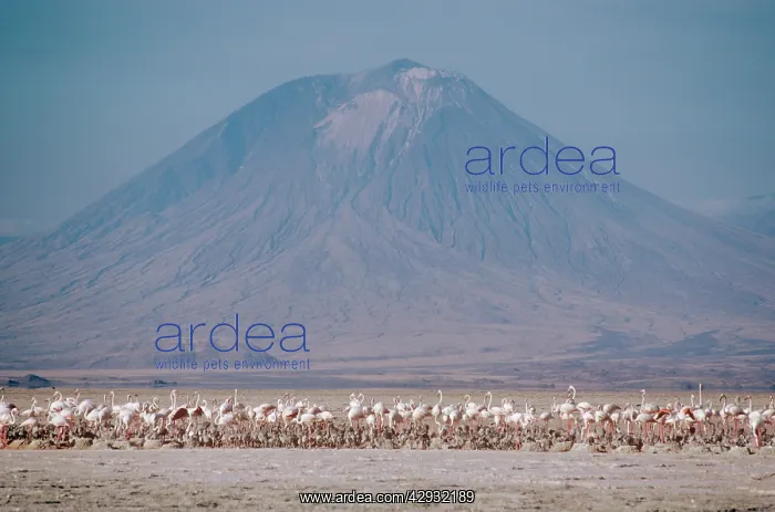 : Greater Flamingo - colony in salt lake habitat : Greater Flamingo - colony in salt lake habitat