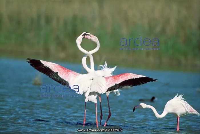: GREATER FLAMINGO - courtship, facing : GREATER FLAMINGO - courtship, facing