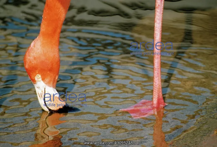 : Greater Flamingo drinking : Greater Flamingo drinking