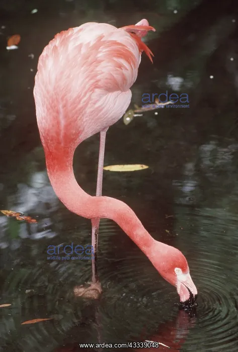 : GREATER FLAMINGO - drinking : GREATER FLAMINGO - drinking