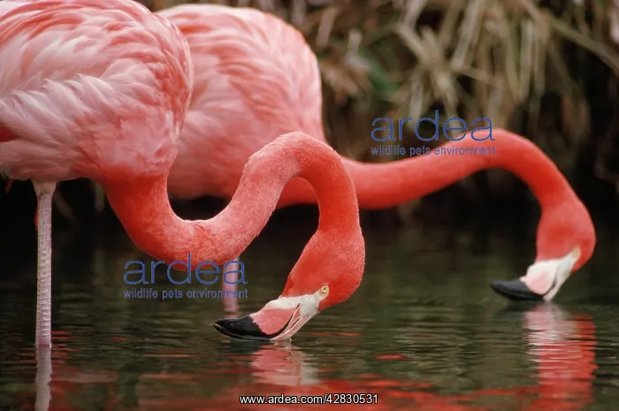 : Greater FLAMINGO - feeding : Greater FLAMINGO - feeding