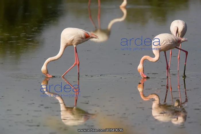  : Greater Flamingo - Feeding