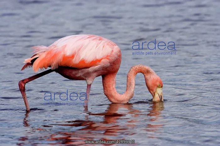 : Greater Flamingo - feeding : Greater Flamingo - feeding