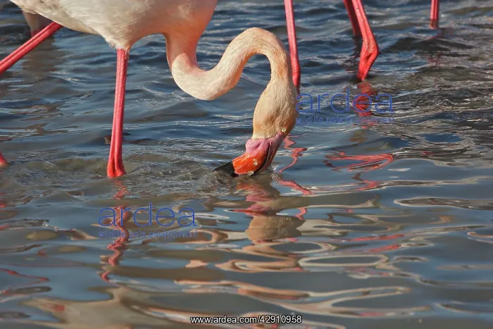 : Greater Flamingo - feeding : Greater Flamingo - feeding