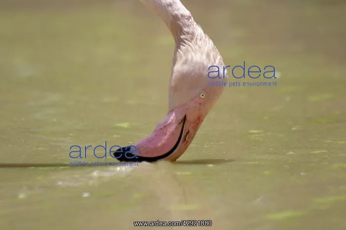 : Greater Flamingo - Feeding : Greater Flamingo - Feeding