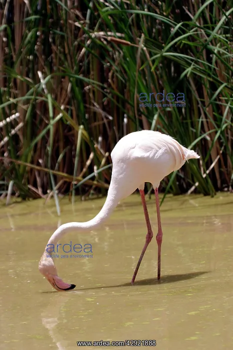 : Greater Flamingo - Feeding : Greater Flamingo - Feeding