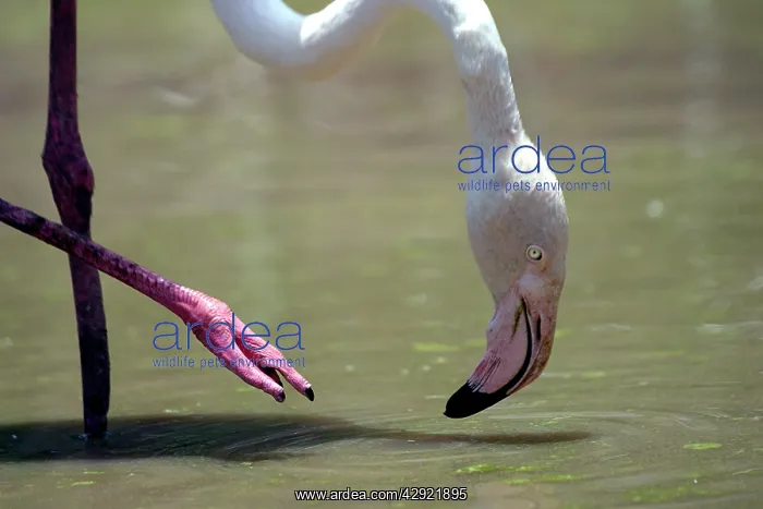 : Greater Flamingo - Feeding : Greater Flamingo - Feeding