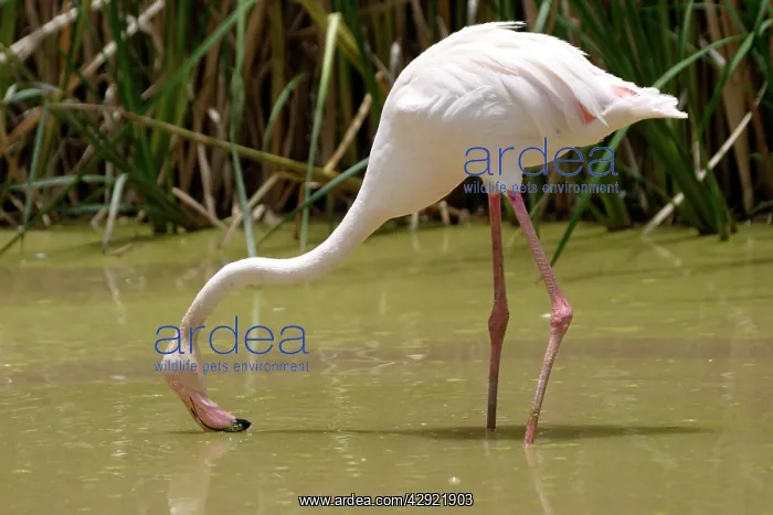 : Greater Flamingo - Feeding : Greater Flamingo - Feeding