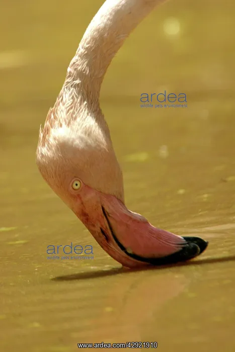 : Greater Flamingo - Feeding : Greater Flamingo - Feeding