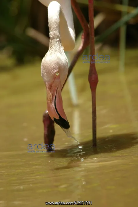 : Greater Flamingo - Feeding : Greater Flamingo - Feeding
