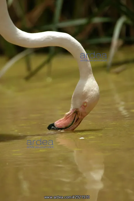 : Greater Flamingo - Feeding : Greater Flamingo - Feeding