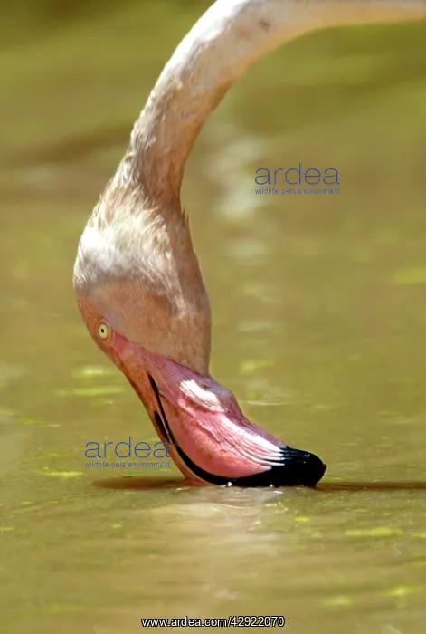 : Greater Flamingo - Feeding : Greater Flamingo - Feeding