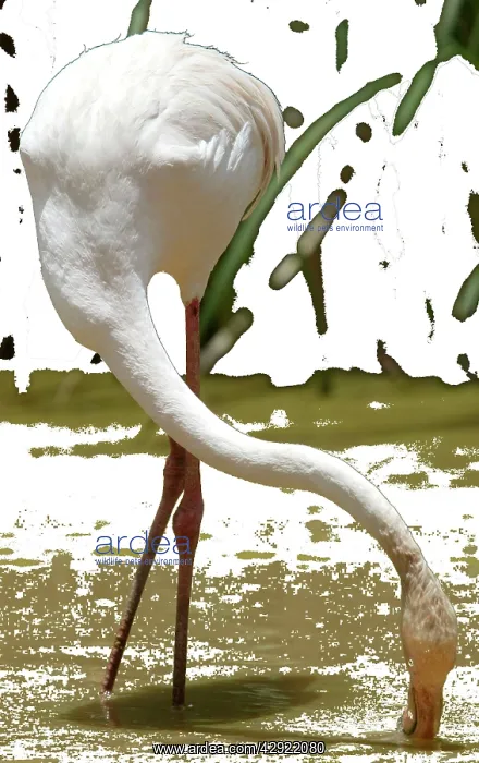 : Greater Flamingo - Feeding : Greater Flamingo - Feeding