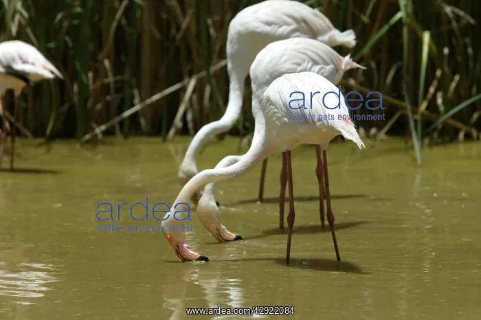 : Greater Flamingo - Feeding : Greater Flamingo - Feeding