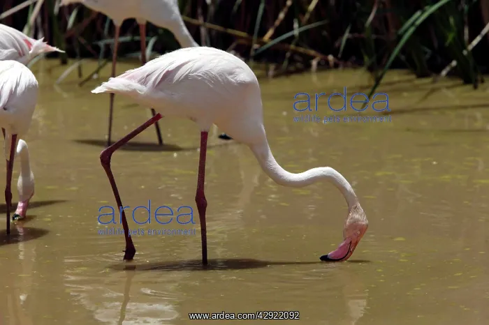 : Greater Flamingo - Feeding : Greater Flamingo - Feeding