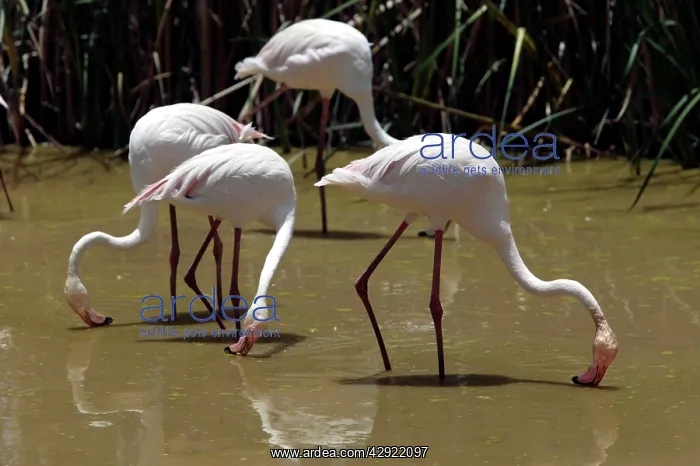 : Greater Flamingo - Feeding : Greater Flamingo - Feeding