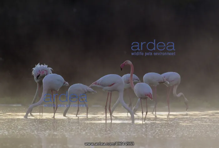 : Greater Flamingo - feeding at a cold and misty : Greater Flamingo - feeding at a cold and misty