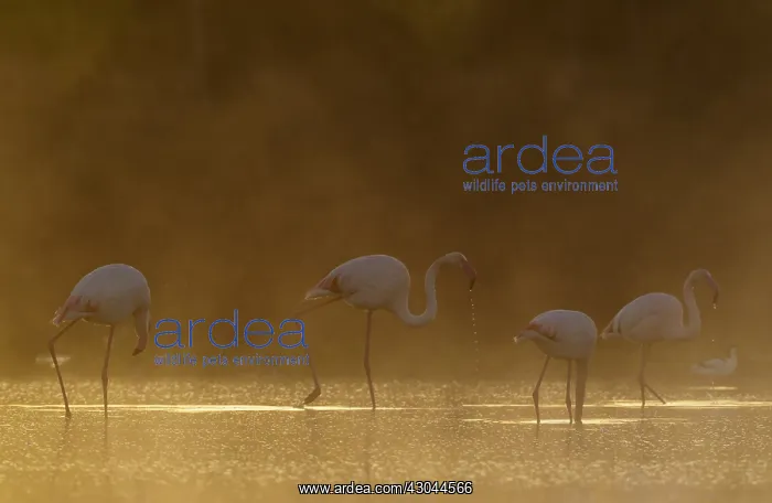 : Greater Flamingo - feeding at a cold and misty : Greater Flamingo - feeding at a cold and misty