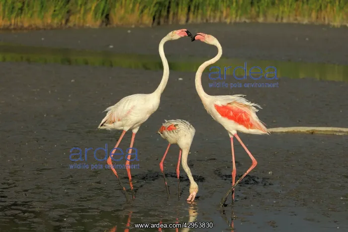 : Greater Flamingo - feeding and fighting : Greater Flamingo - feeding and fighting