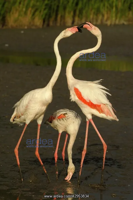 : Greater Flamingo - feeding and fighting : Greater Flamingo - feeding and fighting