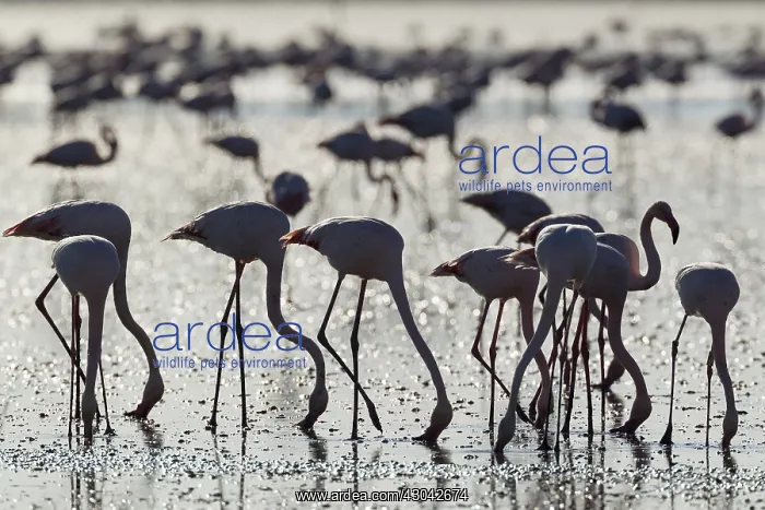 : Greater Flamingo - feeding by filtering the water : Greater Flamingo - feeding by filtering the water