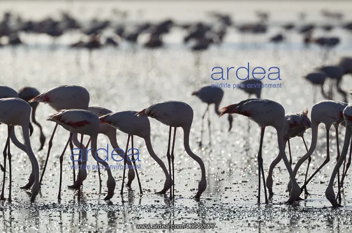 : Greater Flamingo - feeding by filtering the water : Greater Flamingo - feeding by filtering the water