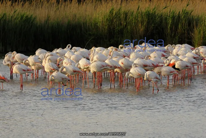 : Greater Flamingo - feeding and resting : Greater Flamingo - feeding and resting