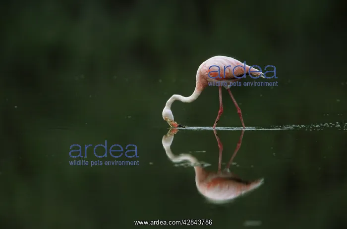 : Greater Flamingo - feeding in shallow lake : Greater Flamingo - feeding in shallow lake
