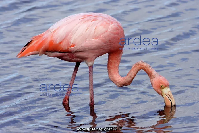 : Greater Flamingo. Feeding in water : Greater Flamingo. Feeding in water