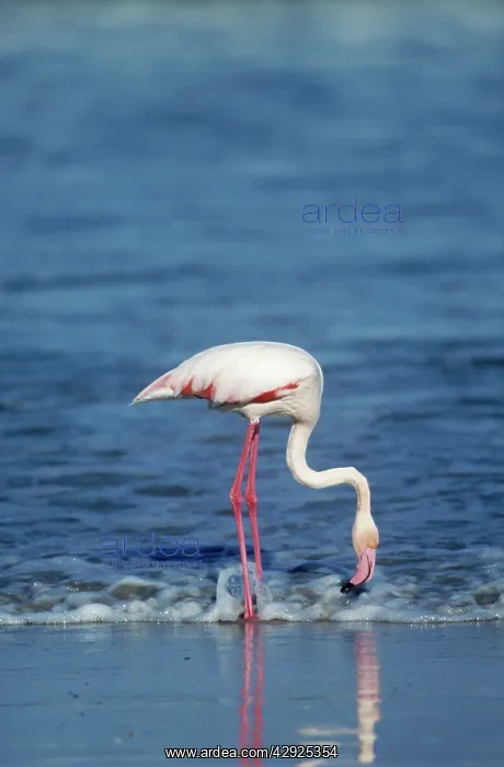  : Greater FLAMINGO - feeding in water