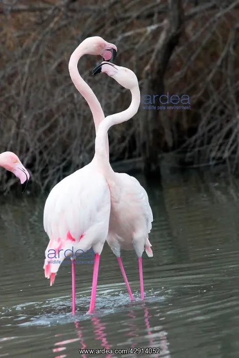 : Greater Flamingo - two fighting : Greater Flamingo - two fighting