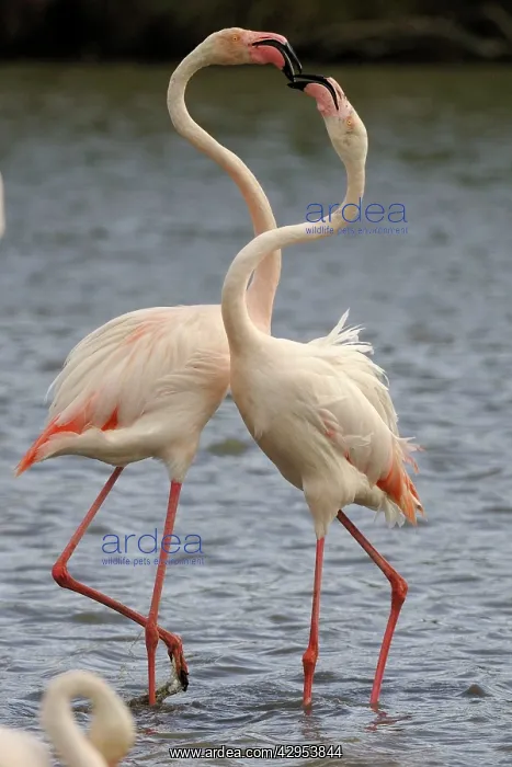 : Greater Flamingo - fighting : Greater Flamingo - fighting