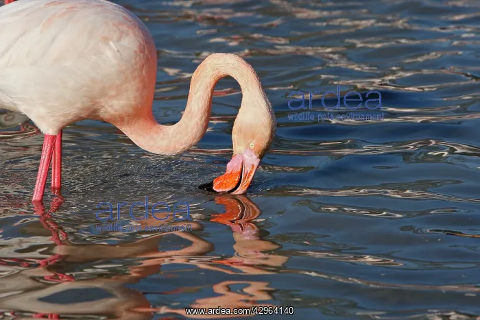: Greater Flamingo - Filters water for food : Greater Flamingo - Filters water for food