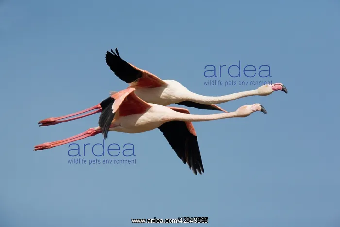 : Greater Flamingo - in flight : Greater Flamingo - in flight