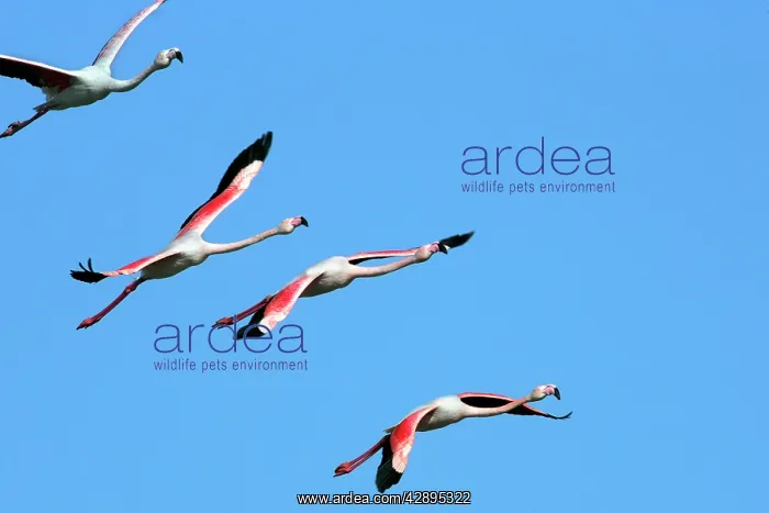 : Greater Flamingo - in flight : Greater Flamingo - in flight