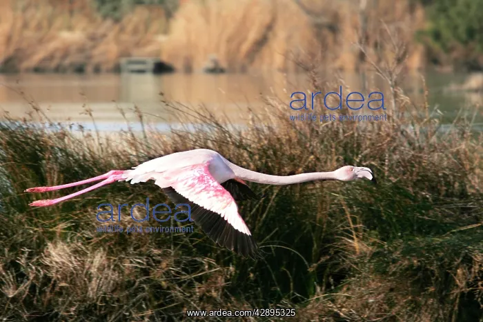 : Greater Flamingo - in flight : Greater Flamingo - in flight